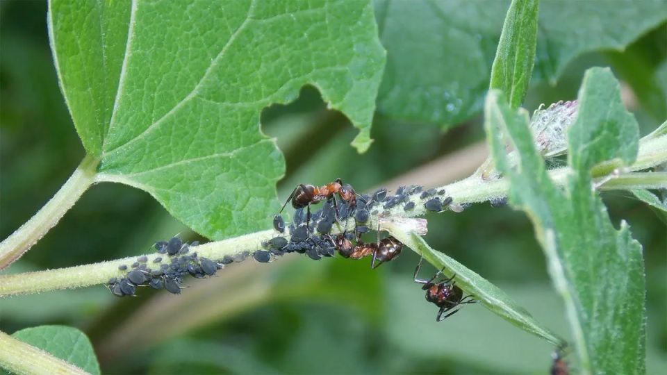 ����������� ������ ������ � ���: ��� ������ ������ ��� �����