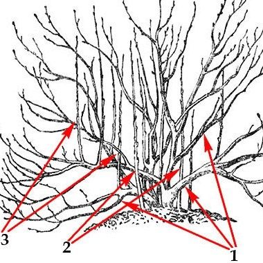 ��� ��������� �������� ��������� ������: ������ ��� ���������� ���������