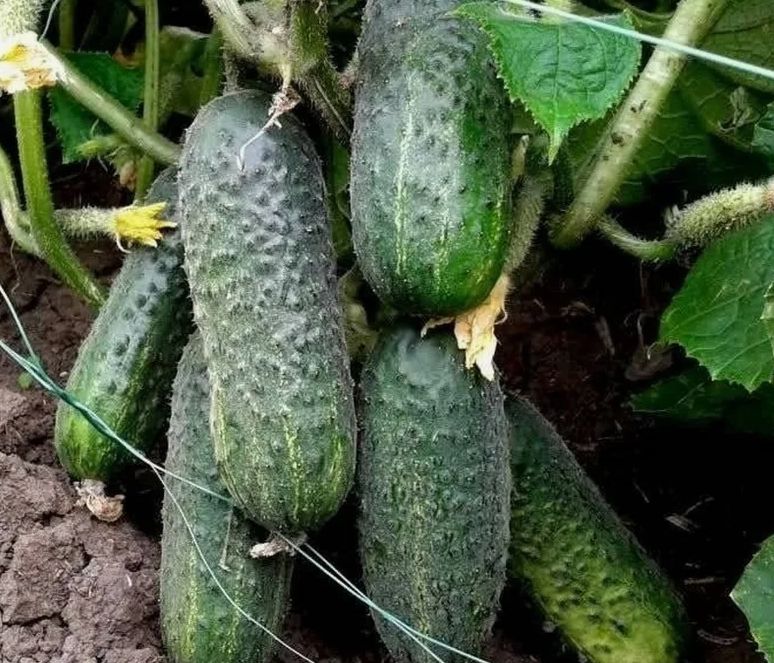 ������� �������� ������ �������