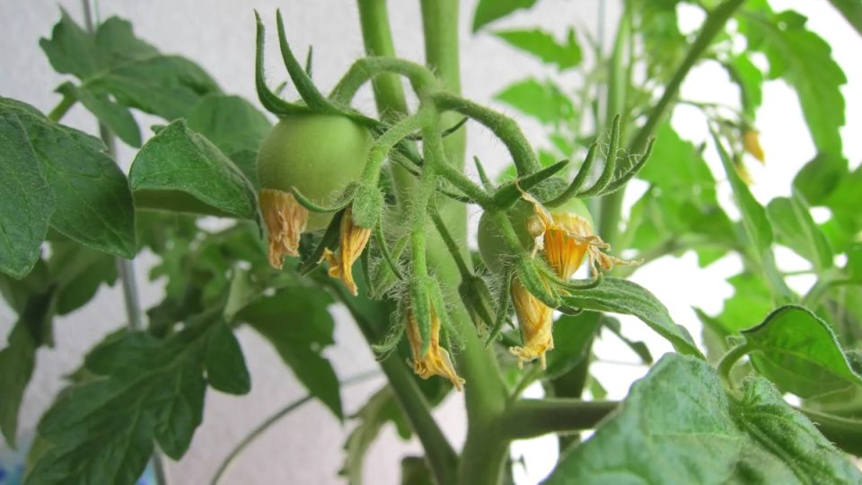 Как добиться идеального урожая помидоров с помощью одной секретной подкормки
