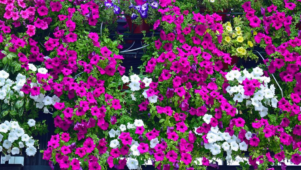 �����, ������� ����� ������� �������: ����� �������� ������