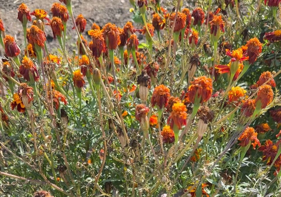 Почему оставлять увядшие бархатцы на даче всегда выгодно