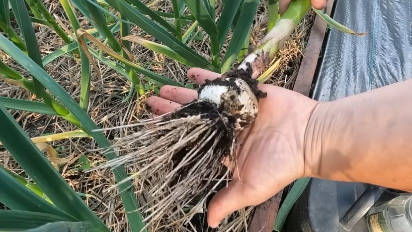 Как вырастить гигантский чеснок: проверенный метод для настоящих рекордов на грядке