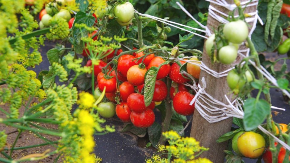 Неприхотливые томаты: 13 сортов, которые порадуют каждого огородника