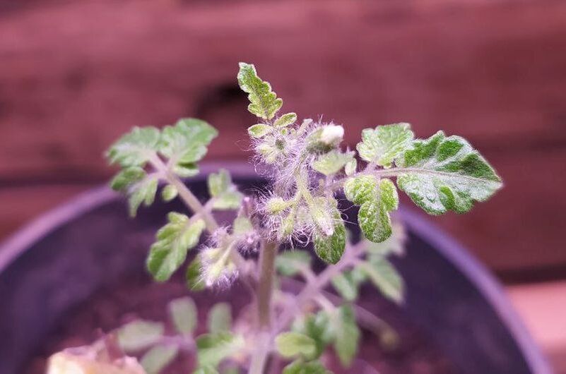 ������ ����� �� �����������: ��� ������ � �������� ��������