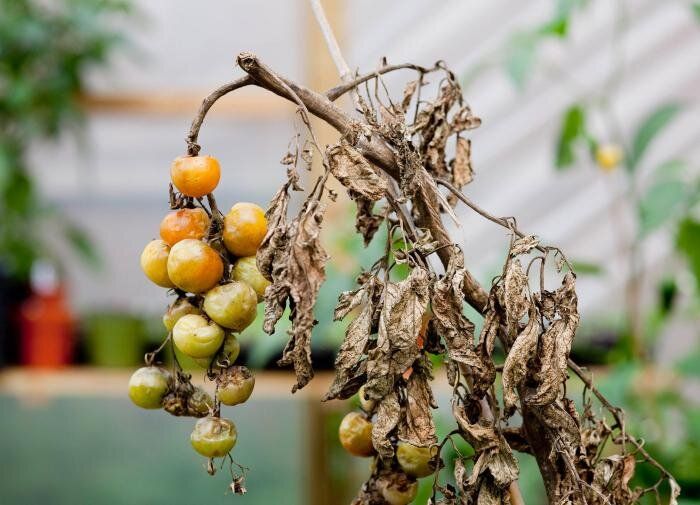 Эффективные способы утилизации заражённых садовых растений