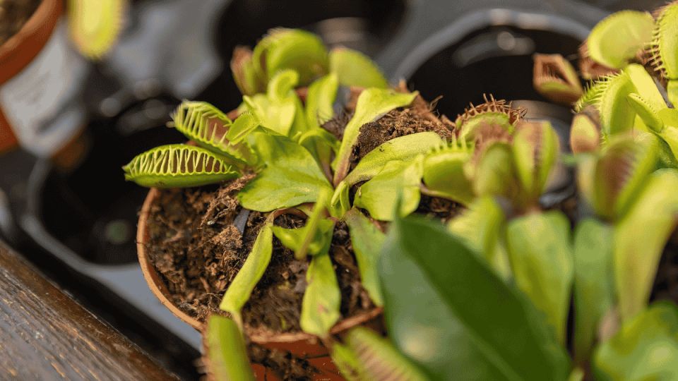 Как понять, что венерина мухоловка не хочет спать зимой