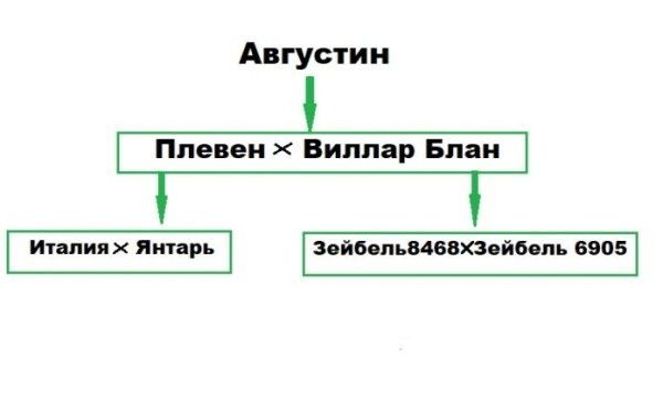 Секреты винограда Августин: что нужно знать новичкам