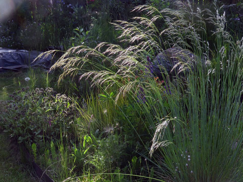 Овсец вечнозеленый: уникальное растение для вашего сада