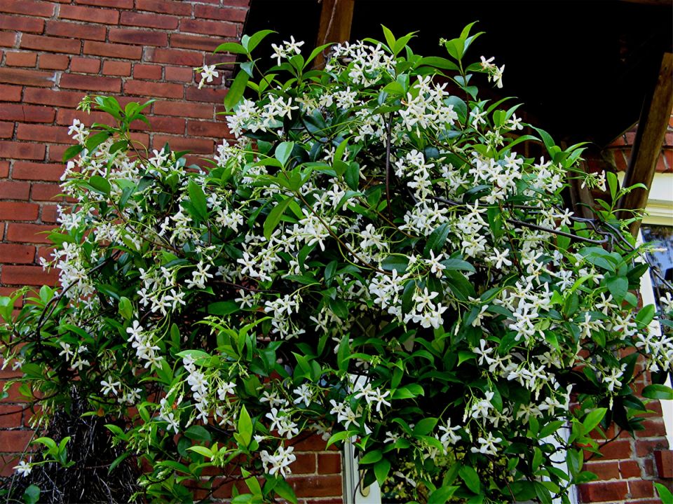 Трахелоспермум: как украсить северный сад жасмином