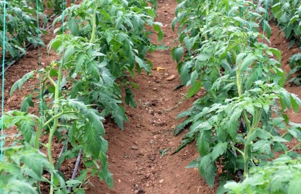 Эффективные подкормки для томатов и перцев: что нужно знать