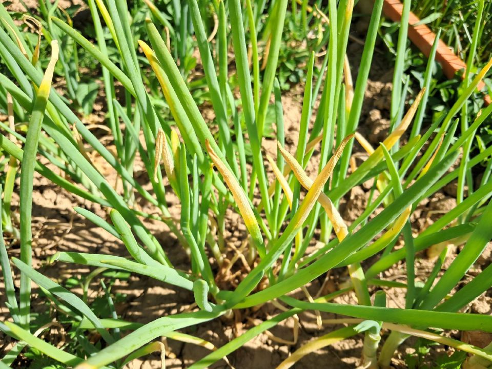 Как сохранить лук зеленым: 5 главных причин пожелтения и решения