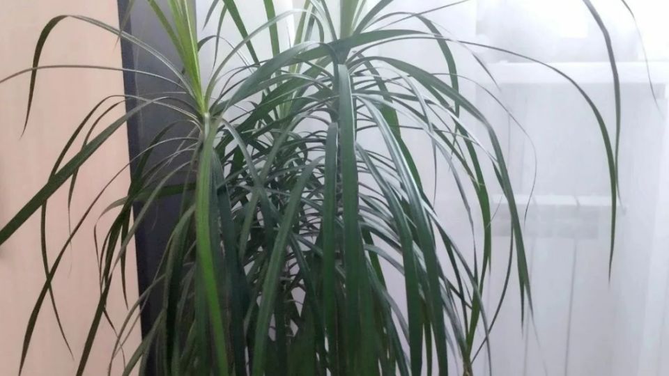 ��� ���������� ����� ������� ������� ��� ����� � 15 �� 85 ��