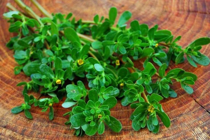 Секреты портулака: как забытый суперфуд стал основой здоровья и вкуса