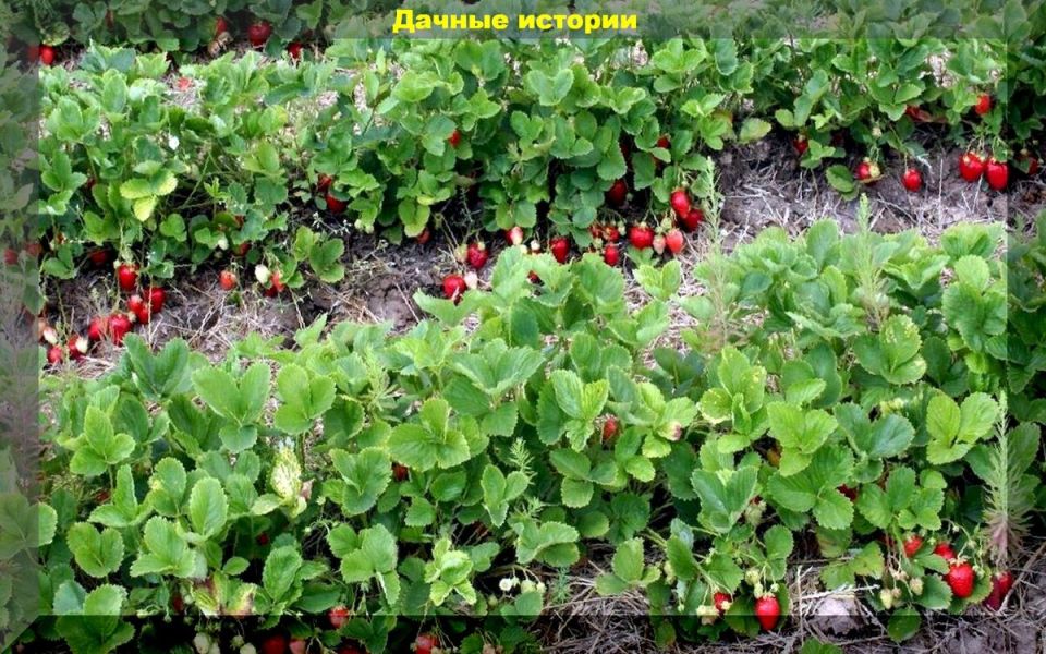 Как заложить богатый урожай клубники: советы по уходу